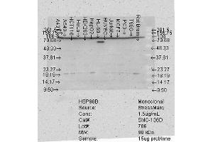 Western Blot analysis of Human Cell lysates showing detection of Hsp90 beta protein using Mouse Anti-Hsp90 beta Monoclonal Antibody, Clone K3701 . (HSP90AB1 anticorps  (AA 185-335) (Atto 390))