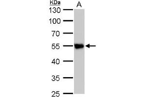 WB Image beta Tubulin 2 antibody detects beta Tubulin 2 protein by western blot analysis. (TUBB2A anticorps)