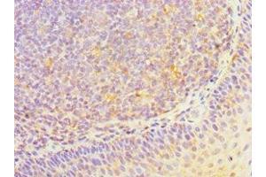 Immunohistochemistry of paraffin-embedded human tonsil tissue using ABIN7155707 at dilution of 1:100 (HOXA1 anticorps  (AA 75-205))