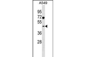 SURF6 Antibody (Center) (ABIN1537997 and ABIN2838125) western blot analysis in A549 cell line lysates (35 μg/lane). (SURF6 anticorps  (AA 187-213))