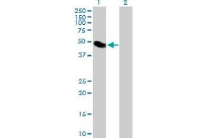 Western Blot analysis of LYAR expression in transfected 293T cell line by LYAR MaxPab polyclonal antibody. (LYAR anticorps  (AA 1-379))