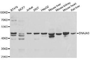 Western blot analysis of extracts of various cell lines, using DNAJA3 antibody.