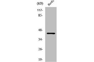 Western Blot analysis of HuvEc cells using RFPL4A Polyclonal Antibody (RFPL4A anticorps  (Internal Region))