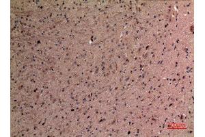 Immunohistochemistry (IHC) analysis of paraffin-embedded Mouse Brain, antibody was diluted at 1:100. (alpha Fetoprotein anticorps  (Internal Region))
