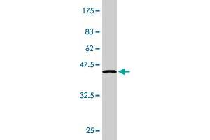 Western Blot detection against Immunogen (36.
