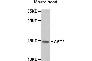 Western blot analysis of extracts of mouse heart, using CST2 antibody. (CST2 anticorps)