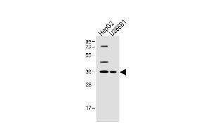 All lanes :FOLR4 Antibody (N-term) at 1:500 dilution Lane 1: HepG2 whole cell lysate Lane 2: U266B1 whole cell lysate Lysates/proteins at 20 μg per lane. (Folate Receptor 4 anticorps  (N-Term))