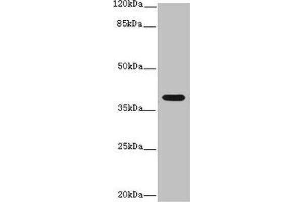 IL12B anticorps  (AA 23-327)