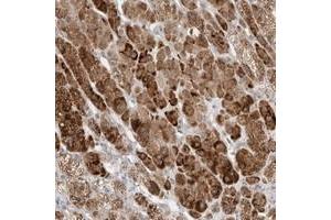 Immunohistochemical staining of human adrenal gland with BICD2 polyclonal antibody  shows strong cytoplasmic positivity in cortical cells. (BICD2 anticorps)