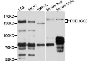 Western blot analysis of extracts of various cell lines, using PCDHGC3 antibody (ABIN5998472) at 1/1000 dilution.