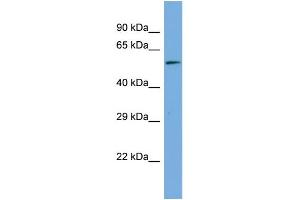 Host:  Rabbit  Target Name:  MAGED2  Sample Type:  Hela Whole Cell lysates  Antibody Dilution:  1. (MAGED2 anticorps  (Middle Region))