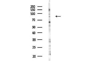 anti-A Kinase (PRKA) Anchor Protein 17A (AKAP17A) antibody