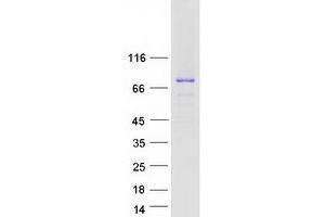 Validation with Western Blot (N4BP3 Protein (Myc-DYKDDDDK Tag))