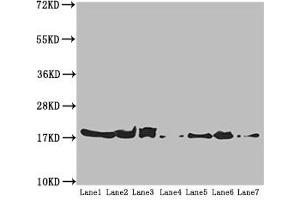Western blot All lanes: ATP5H antibody at 5.
