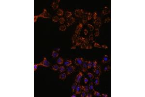 Immunofluorescence analysis of  cells using HSPL antibody (ABIN7267581) at dilution of 1:100. (HSPA4L anticorps  (AA 500-600))