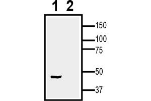 1.