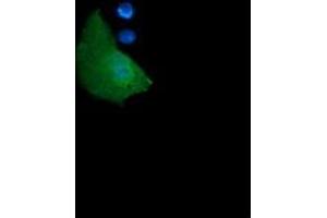 Image no. 4 for anti-Growth Arrest and DNA-Damage-Inducible, gamma (GADD45G) antibody (ABIN1497603) (GADD45G anticorps)