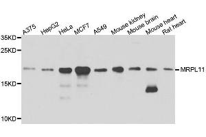Western blot analysis of extracts of various cell lines, using MRPL11 antibody. (MRPL11 anticorps  (AA 1-192))