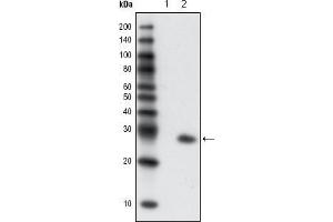 Western Blot showing using GFP antibody used against extracts from HCC827 cells, untransfected (1) and transfected with GFP (2). (GFP anticorps)