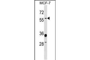 Western blot analysis in MCF-7 cell line lysates (35ug/lane). (ERVW-1 anticorps  (C-Term))