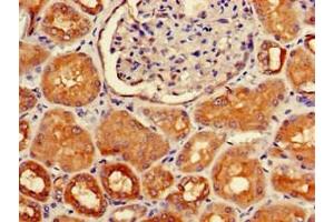 Immunohistochemistry of paraffin-embedded human kidney tissue using ABIN7155721 at dilution of 1:100