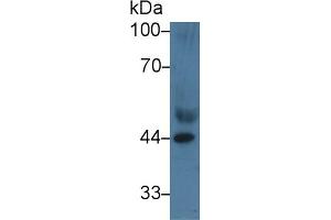 Western Blot; Sample: Human Serum; Primary Ab: 3µg/ml Rabbit Anti-Human APOA4 Antibody Second Ab: 0.