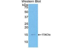 Western Blotting (WB) image for anti-Chemokine (C-C Motif) Ligand 2 (CCL2) (AA 1-99) antibody (ABIN1859786) (CCL2 anticorps  (AA 1-99))