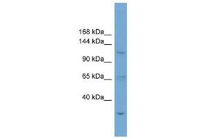 ZNF624 antibody used at 0. (ZNF624 anticorps  (N-Term))