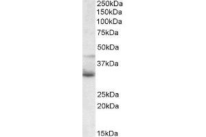 ABIN2560785 (1µg/ml) staining of JURKAT lysate (35µg protein in RIPA buffer). (WNT4 anticorps  (Internal Region))