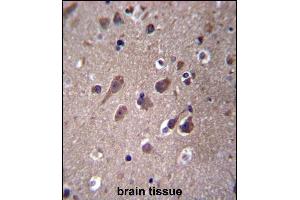 PHACTR3 Antibody (N-term) (ABIN656763 and ABIN2845984) immunohistochemistry analysis in formalin fixed and paraffin embedded human brain tissue followed by peroxidase conjugation of the secondary antibody and DAB staining. (PHACTR3 anticorps  (N-Term))