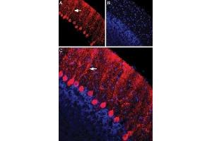 Expression of Nectin-1 in rat cerebellum - Immunohistochemical staining of immersion-fixed, free floating rat brain frozen sections using Anti-Nectin-1/PVRL1 (extracellular) Antibody (ABIN7043440, ABIN7044692 and ABIN7044693), (1:100).