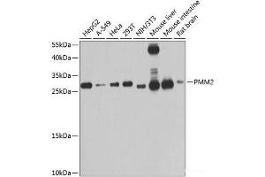 Western blot analysis of extracts of various cell lines using PMM2 Polyclonal Antibody at dilution of 1:1000. (PMM2 anticorps)