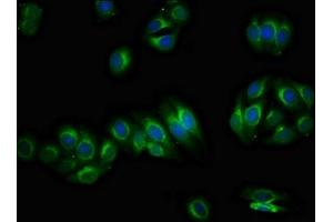 Immunofluorescence staining of HepG2 cells with ABIN7163307 at 1:66, counter-stained with DAPI. (PIRT anticorps  (AA 1-55))