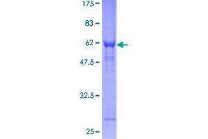 Image no. 1 for Charged Multivesicular Body Protein 2A (CHMP2A) (AA 1-222) protein (GST tag) (ABIN1349355)