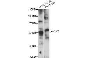 Western blot analysis of extracts of various cell lines, using KLC3 antibody (ABIN6290558) at 1:3000 dilution. (KLC3 anticorps)