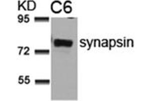 Image no. 1 for anti-Synapsin I (SYN1) (AA 7-11) antibody (ABIN197522) (SYN1 anticorps  (AA 7-11))