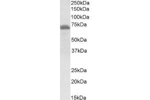 Western Blotting (WB) image for anti-Craniofacial Development Protein 1 (CFDP1) (Middle Region) antibody (ABIN2774005) (CFDP1 anticorps  (Middle Region))