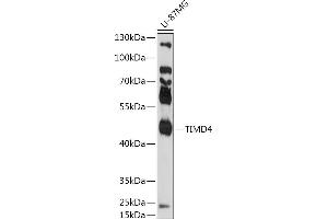 Western blot analysis of extracts of U-87MG cells, using TIMD4 antibody (ABIN7270705) at 1:1000 dilution. (TIMD4 anticorps  (AA 25-130))