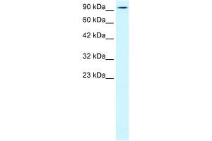 KIF5B antibody used at 0.