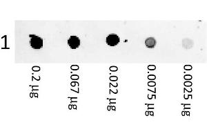 A three-fold serial dilution of Mouse IgG starting at 200 ng was spotted onto 0. (Chèvre anti-Souris IgG (Heavy & Light Chain) Anticorps (PE))