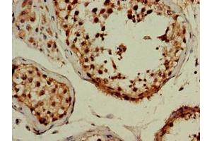 Immunohistochemistry of paraffin-embedded human testis tissue using ABIN7159782 at dilution of 1:100 (LC3B anticorps  (AA 2-100))