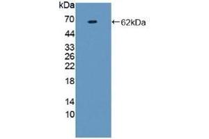 Detection of Recombinant F1+2, Human using Monoclonal Antibody to Prothrombin Fragment 1+2 (F1+2) (Prothrombin Fragment 1+2 anticorps)