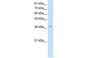 ZNF550 antibody (20R-1242) used at 0. (ZNF550 anticorps  (Middle Region))