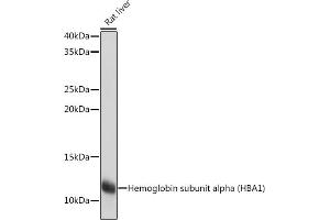 Western blot analysis of extracts of Rat liver, using Hemoglobin subunit alpha (HB) (HB) Rabbit mAb (ABIN7267608) at 1:1000 dilution. (HBA1 anticorps)