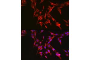 Immunofluorescence analysis of PC-12 cells using KE Rabbit pAb (ABIN3022608, ABIN3022609, ABIN3022610 and ABIN6218939) at dilution of 1:50 (40x lens).