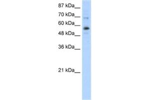 Western Blotting (WB) image for anti-Zinc Finger Protein 71 (ZNF71) antibody (ABIN2461912) (ZNF71 anticorps)