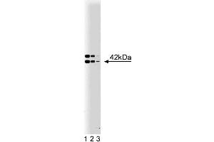 Western blot analysis of B2 Bradykinin Receptor on a rat pituitary lysate. (BDKRB2 anticorps  (AA 350-364))