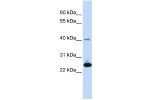 Western Blotting (WB) image for anti-Selenoprotein S (SELS) antibody (ABIN2459165) (Selenoprotein S anticorps)