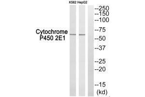 Western blot analysis of extracts from K562 cells and HepG2 cells, using Cytochrome P450 2E1 antibody. (CYP2E1 anticorps  (C-Term))