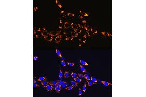 Immunofluorescence analysis of NIH-3T3 cells using HSP60/HSPD1 Rabbit mAb (ABIN1680746, ABIN3015220, ABIN3015221 and ABIN7101321) at dilution of 1:100 (40x lens).